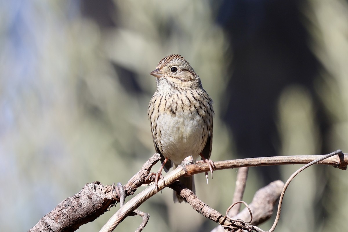 strnadec pruhohlavý - ML630306486