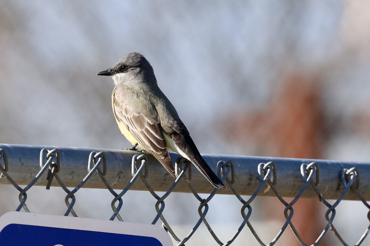 Cassin's Kingbird - ML630306543