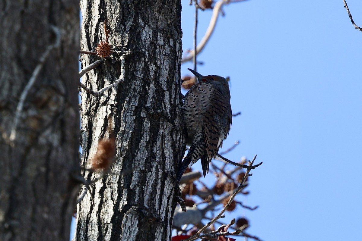 Northern Flicker - ML630306556