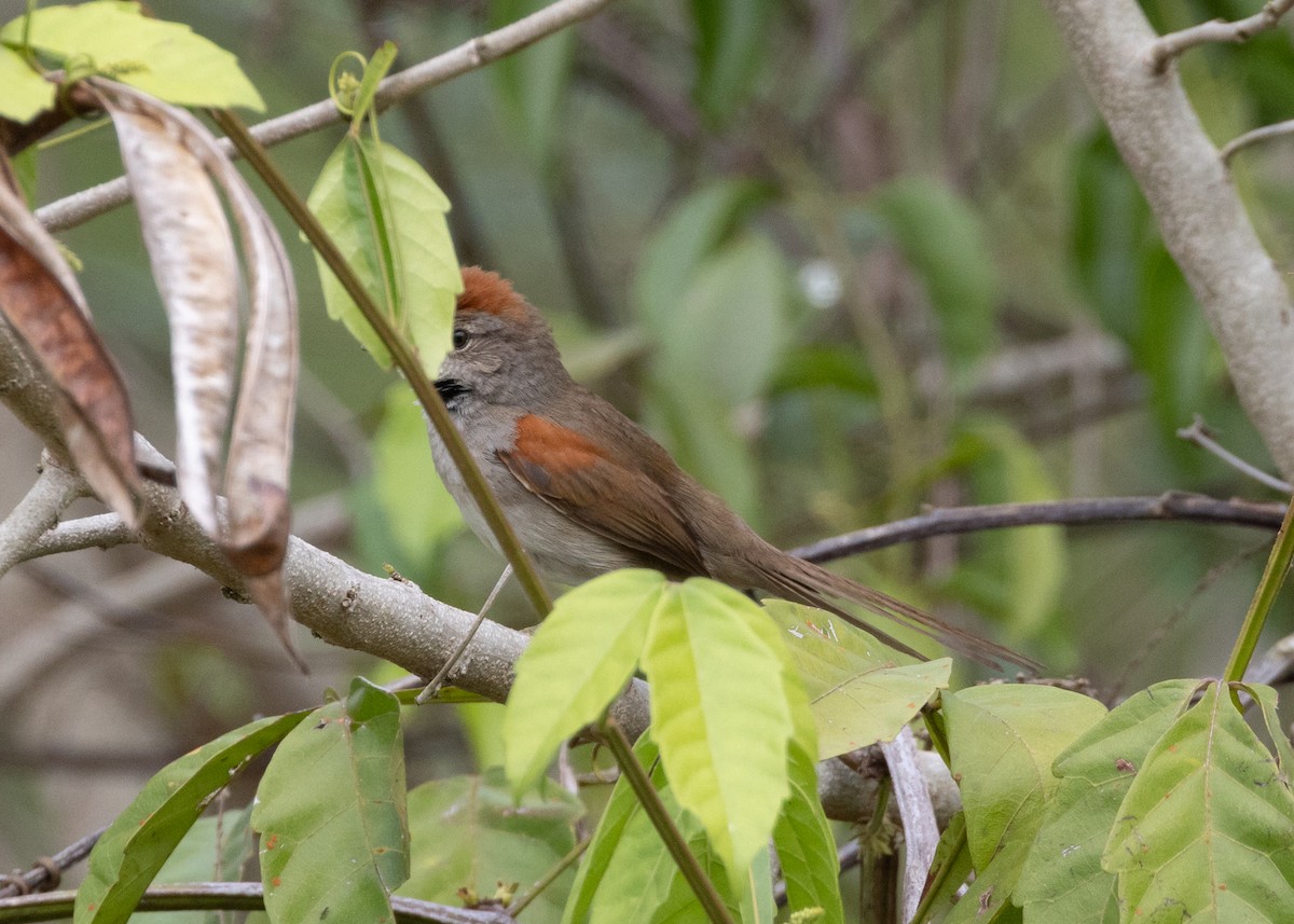 Pale-breasted Spinetail - ML630306905