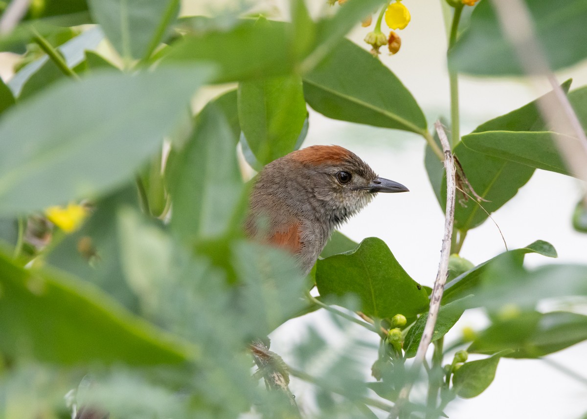 Pale-breasted Spinetail - ML630306906