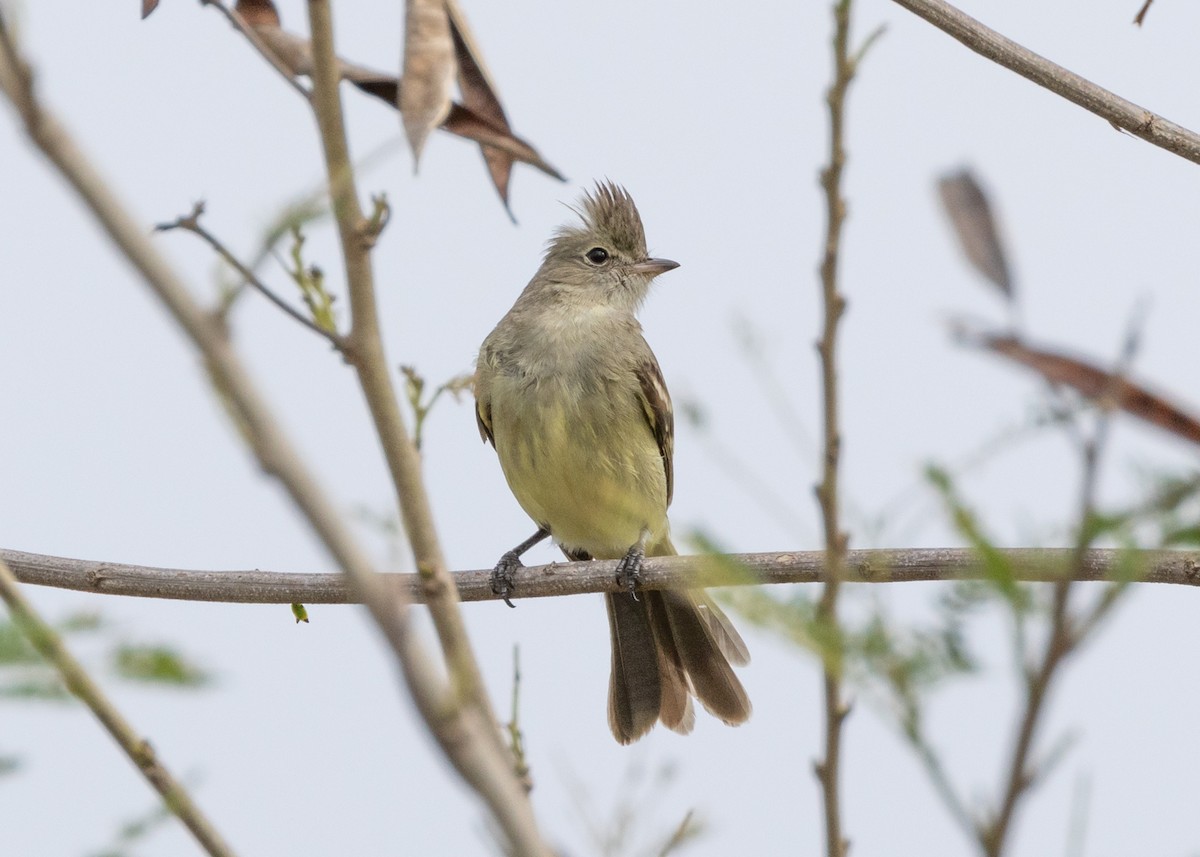 Yellow-bellied Elaenia - ML630307030