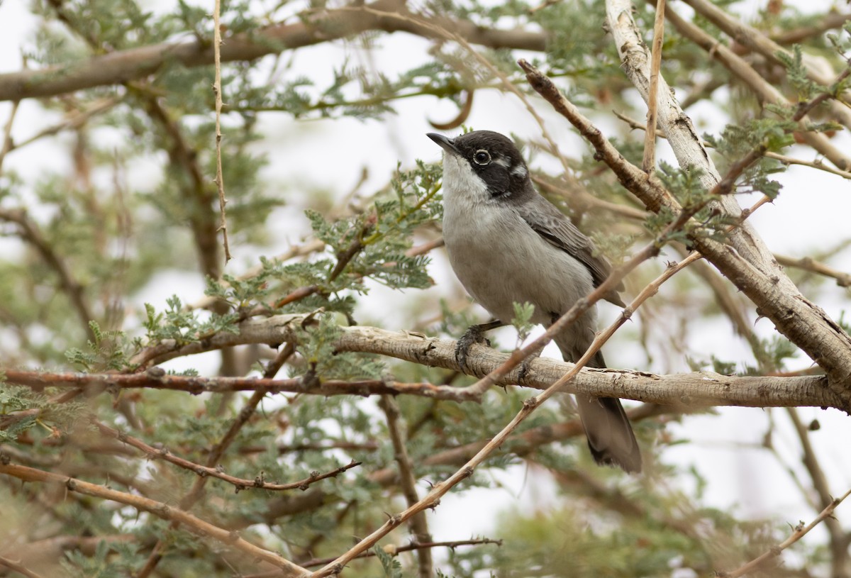 Arabian Warbler - ML630307061