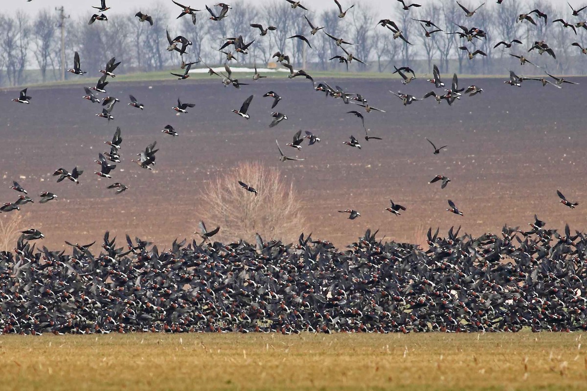 Казарка червоновола - ML630307100