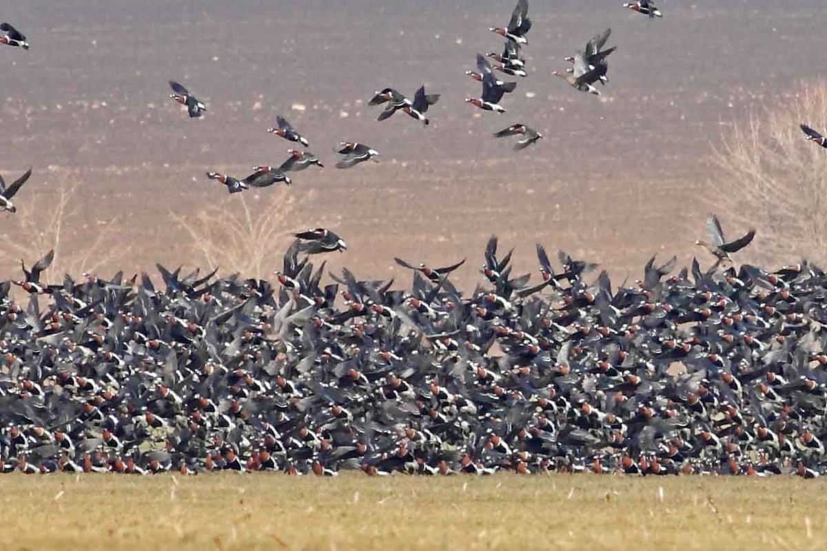 Казарка червоновола - ML630307101