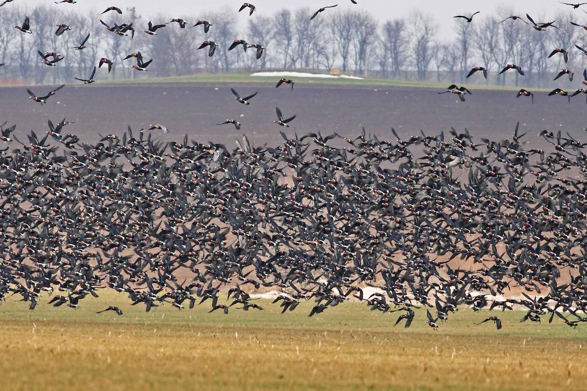 Казарка червоновола - ML630307102