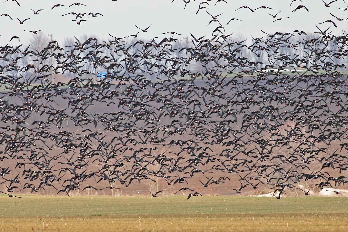 Казарка червоновола - ML630307103