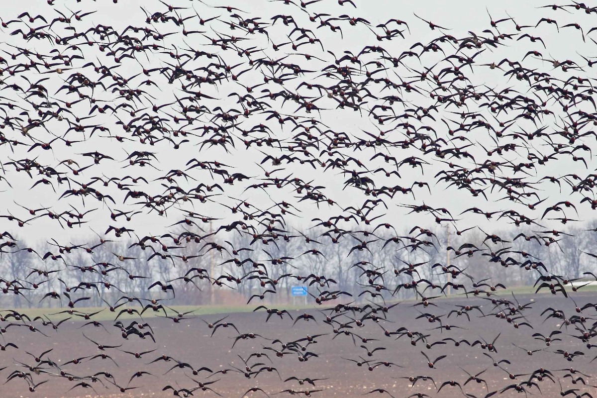 Казарка червоновола - ML630307104