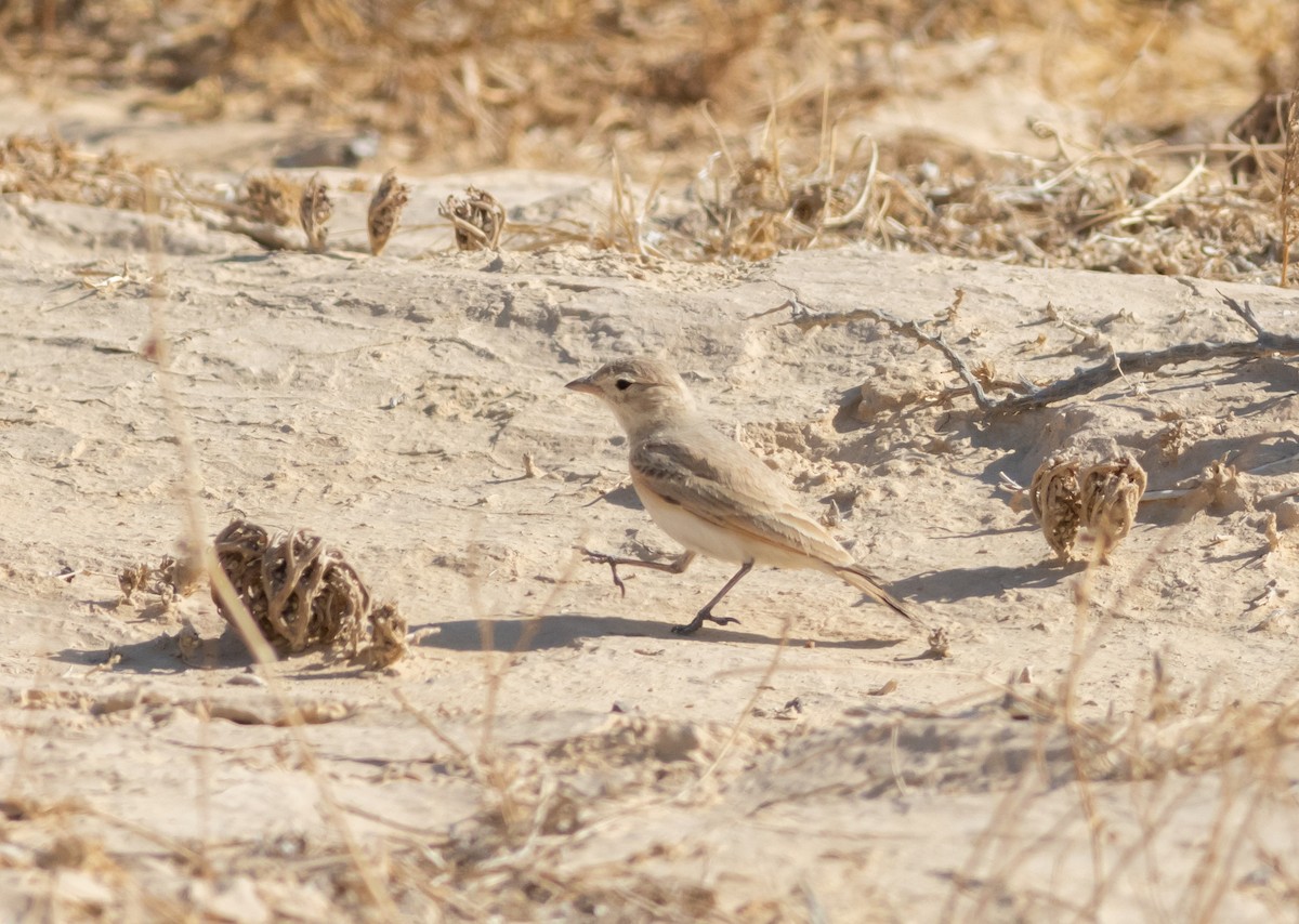 Allodola del deserto minore - ML630307109