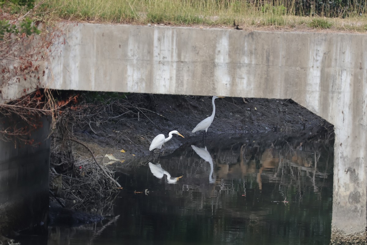 Great Egret - ML630307121