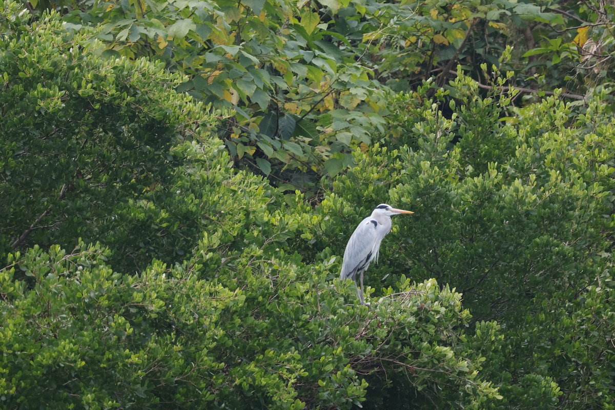 Gray Heron - ML630307125