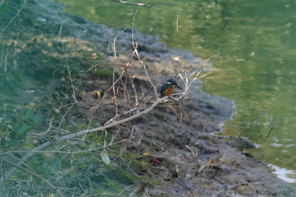 Common Kingfisher - ML630307132