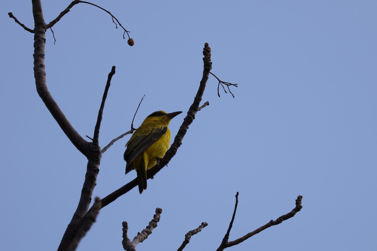 Black-naped Oriole - ML630307138