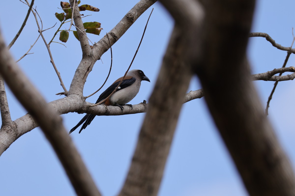 Gray Treepie - ML630307154