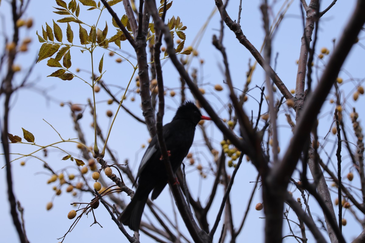 Black Bulbul - ML630307166