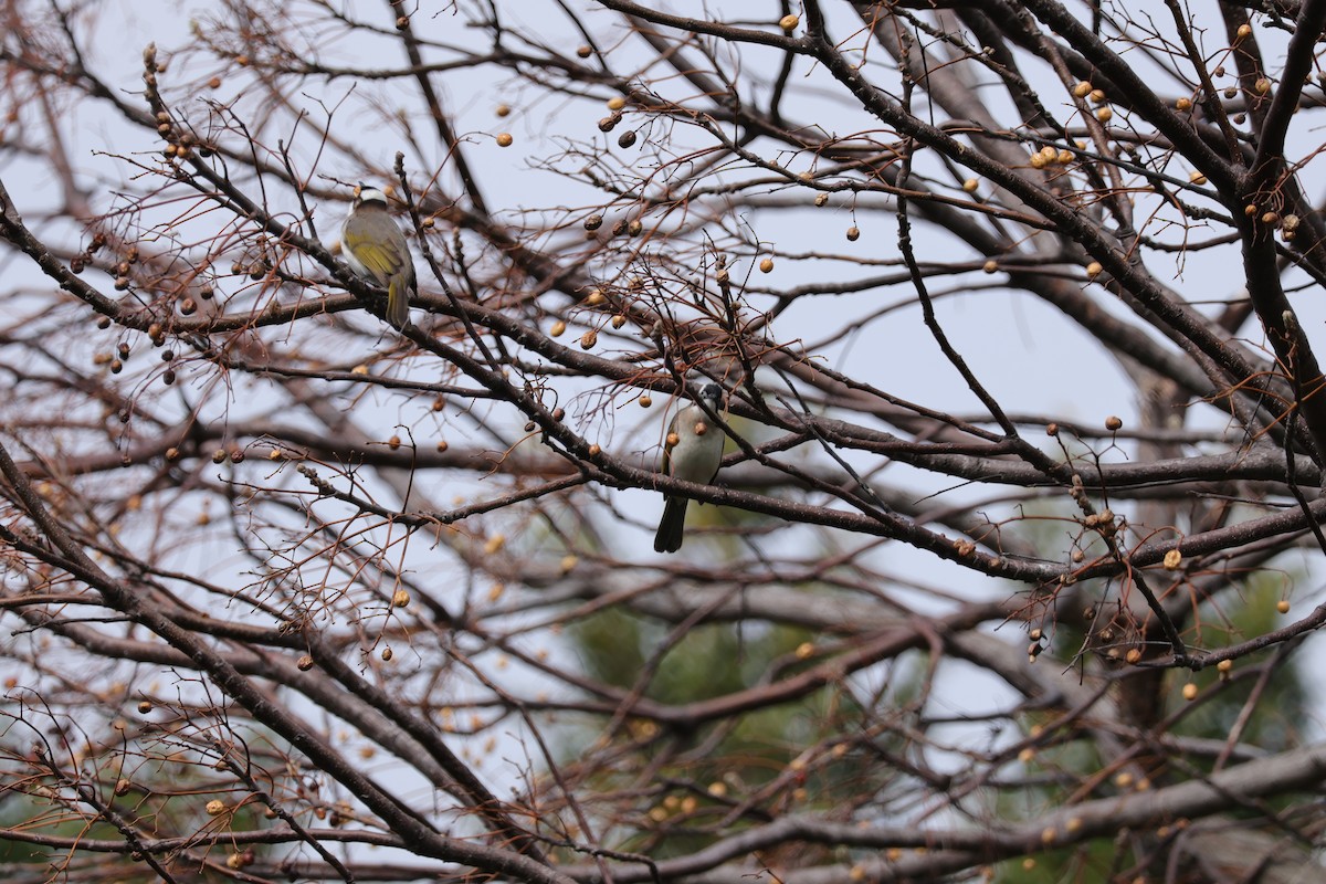 Light-vented Bulbul - ML630307174