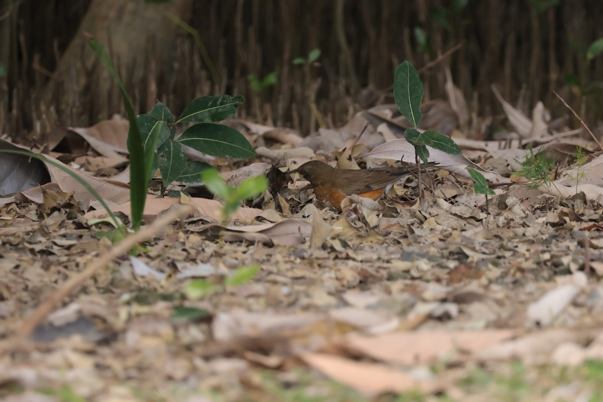 Brown-headed Thrush - ML630307188