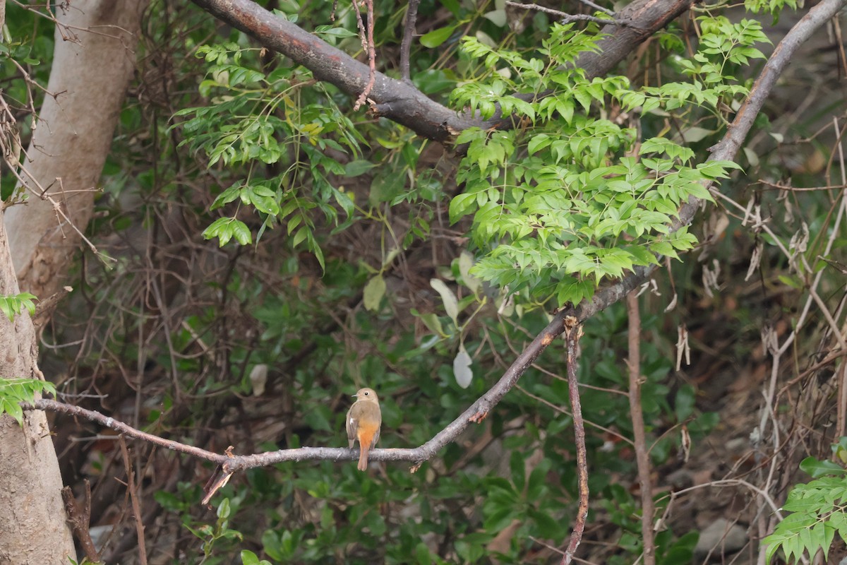 Daurian Redstart - ML630307196
