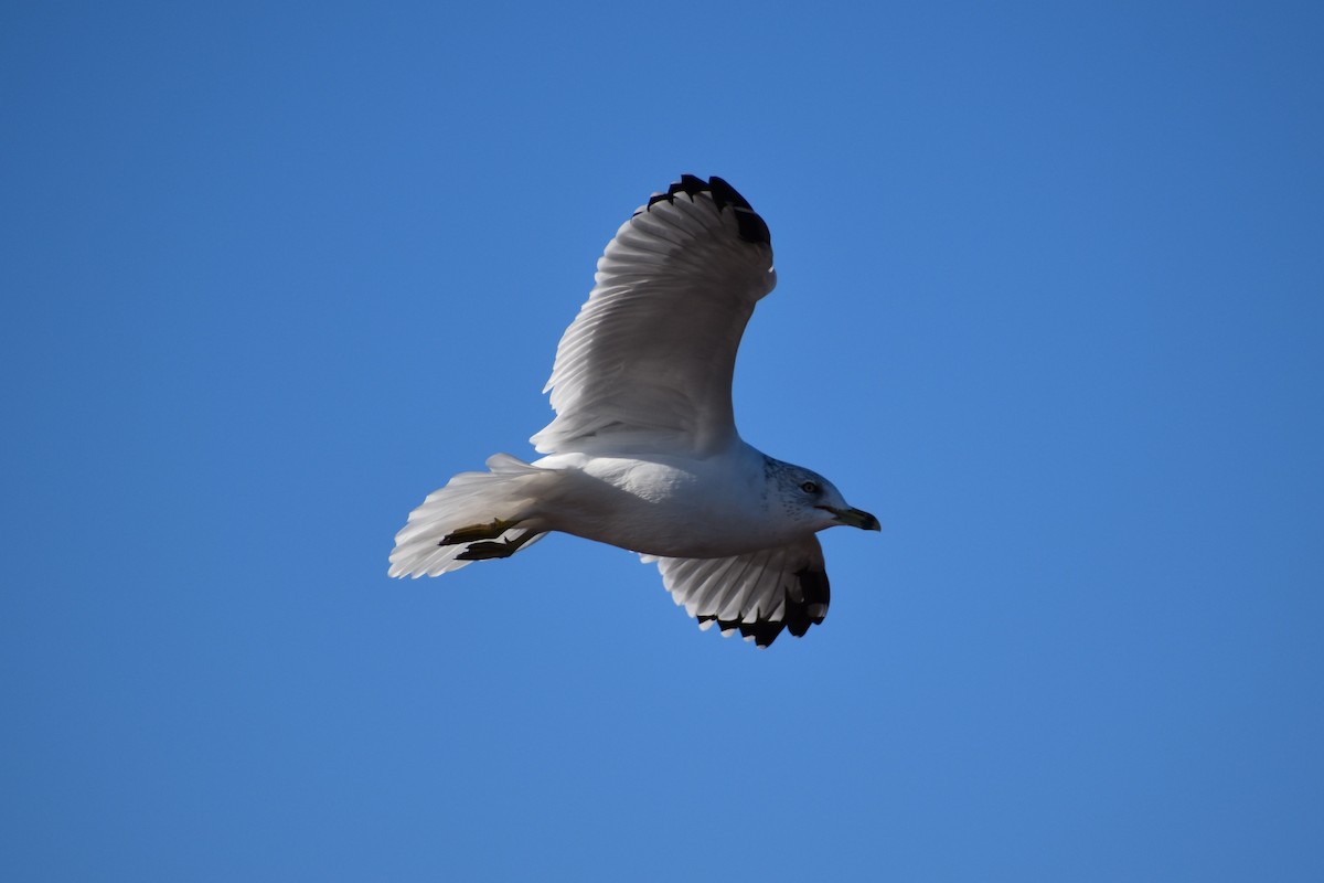 Ring-billed Gull - ML630307446