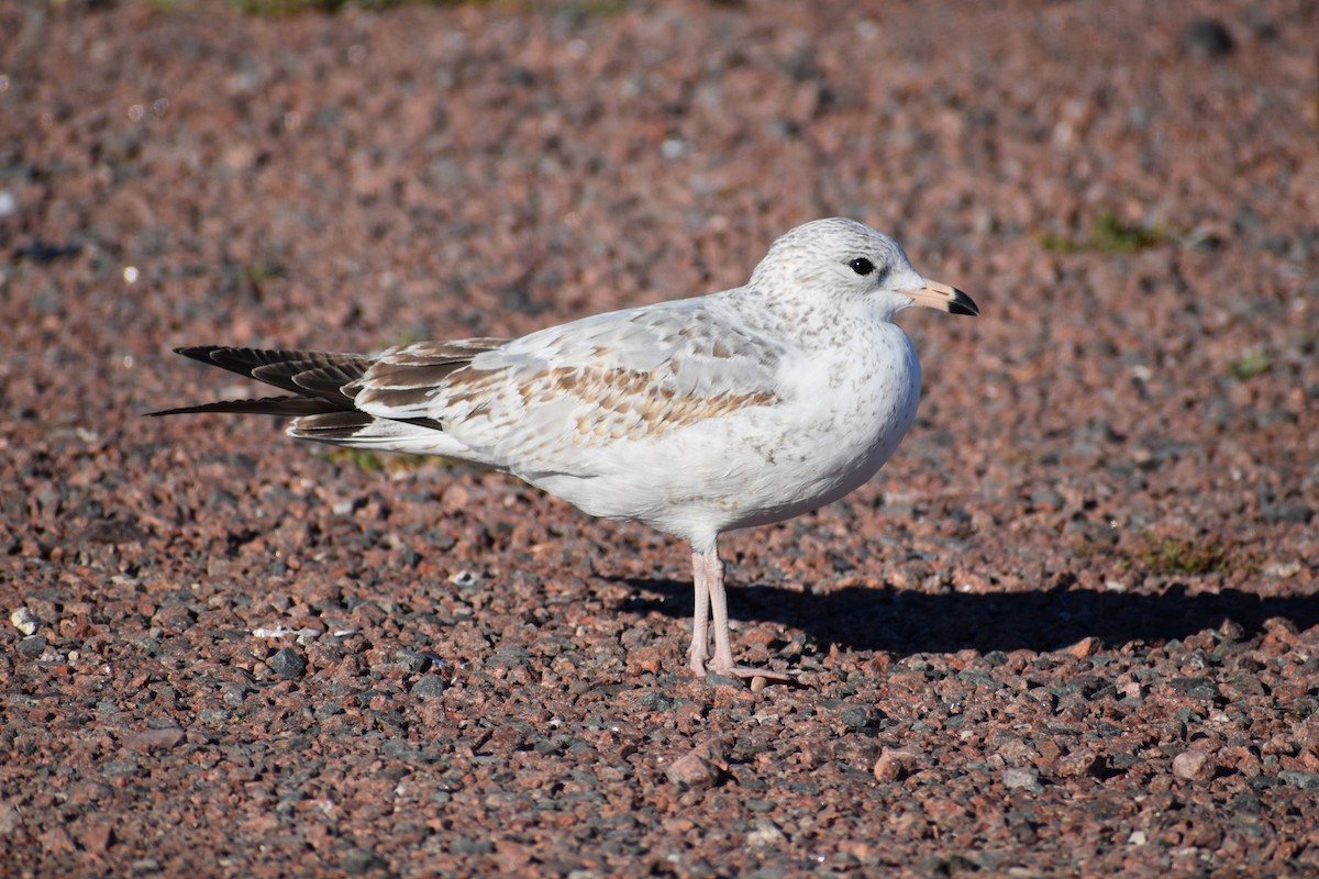 Ring-billed Gull - ML630307447