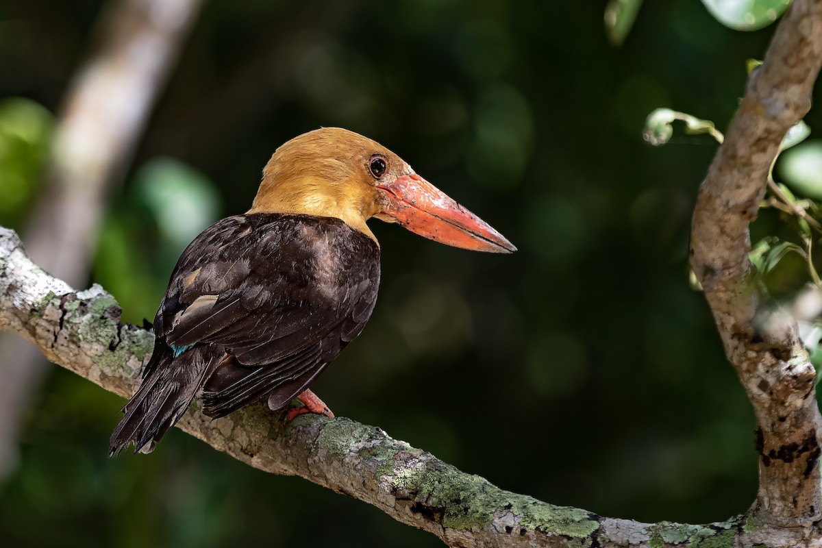 Brown-winged Kingfisher - ML630307484