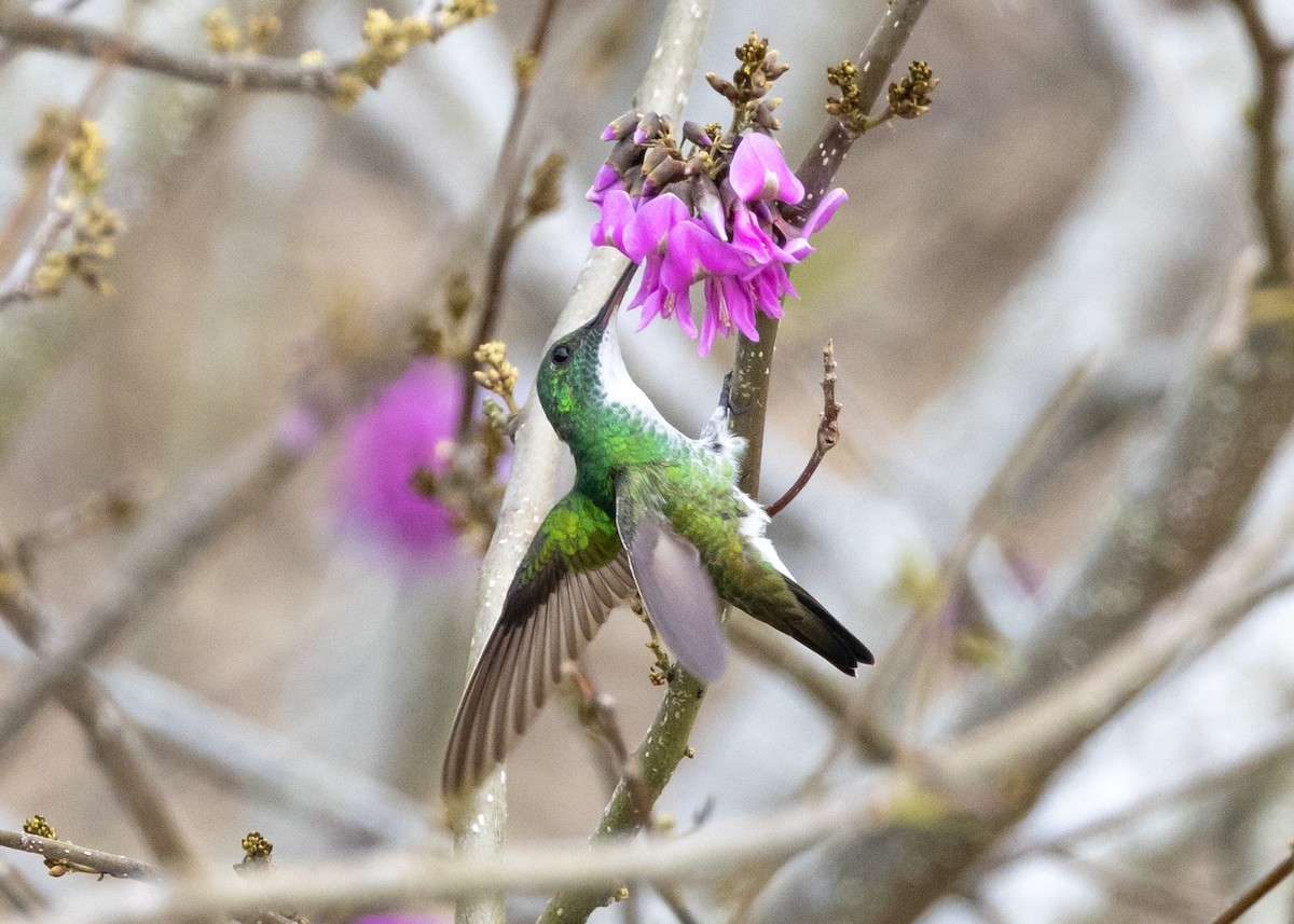 Plain-bellied Emerald - ML630307539