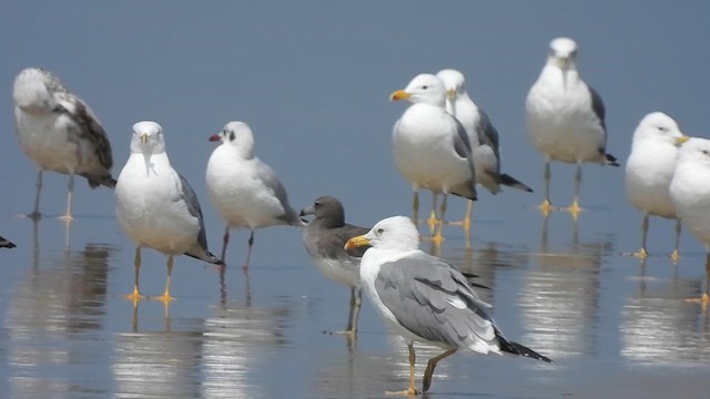 Sooty Gull - ML630307567