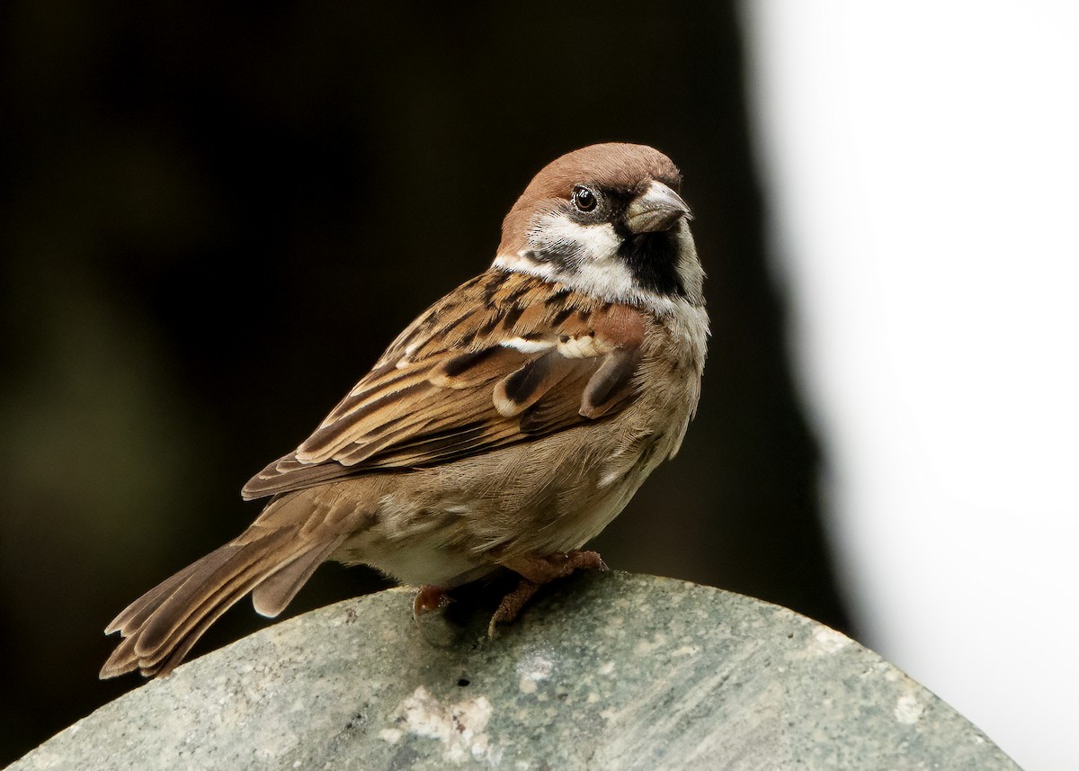 Eurasian Tree Sparrow - ML630307585