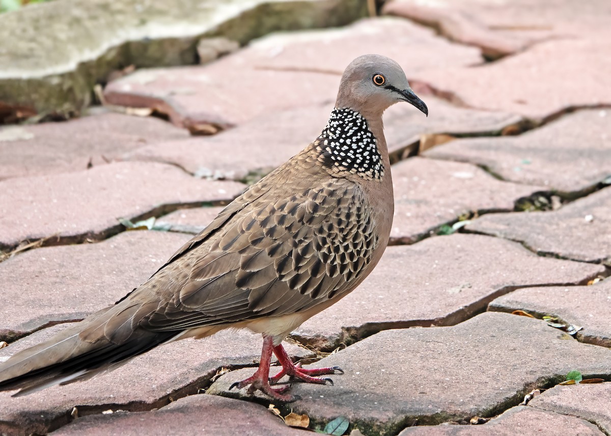 Spotted Dove (Eastern) - ML630307616