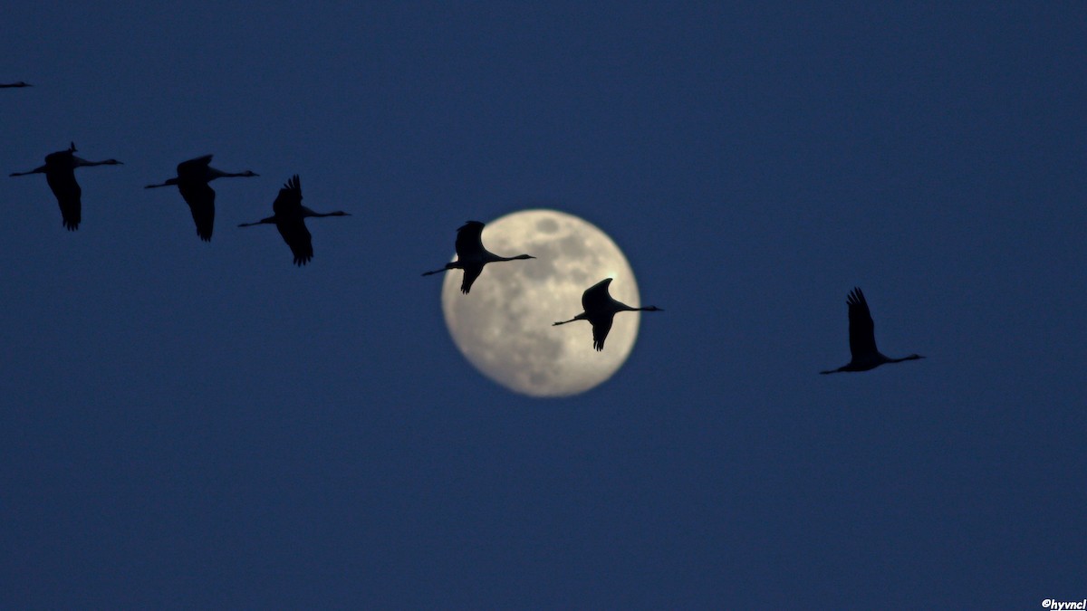 Common Crane - Ozgun Sozuer