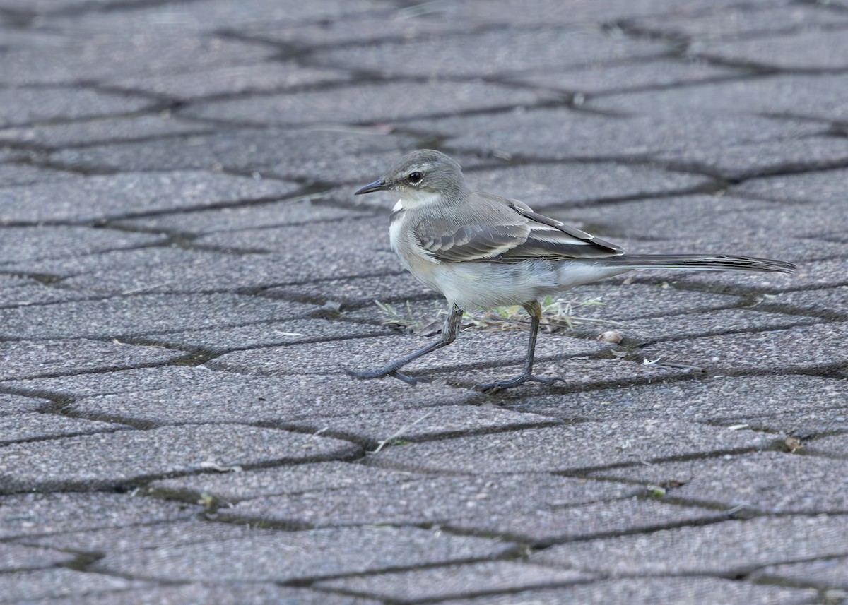 Cape Wagtail - ML630307783