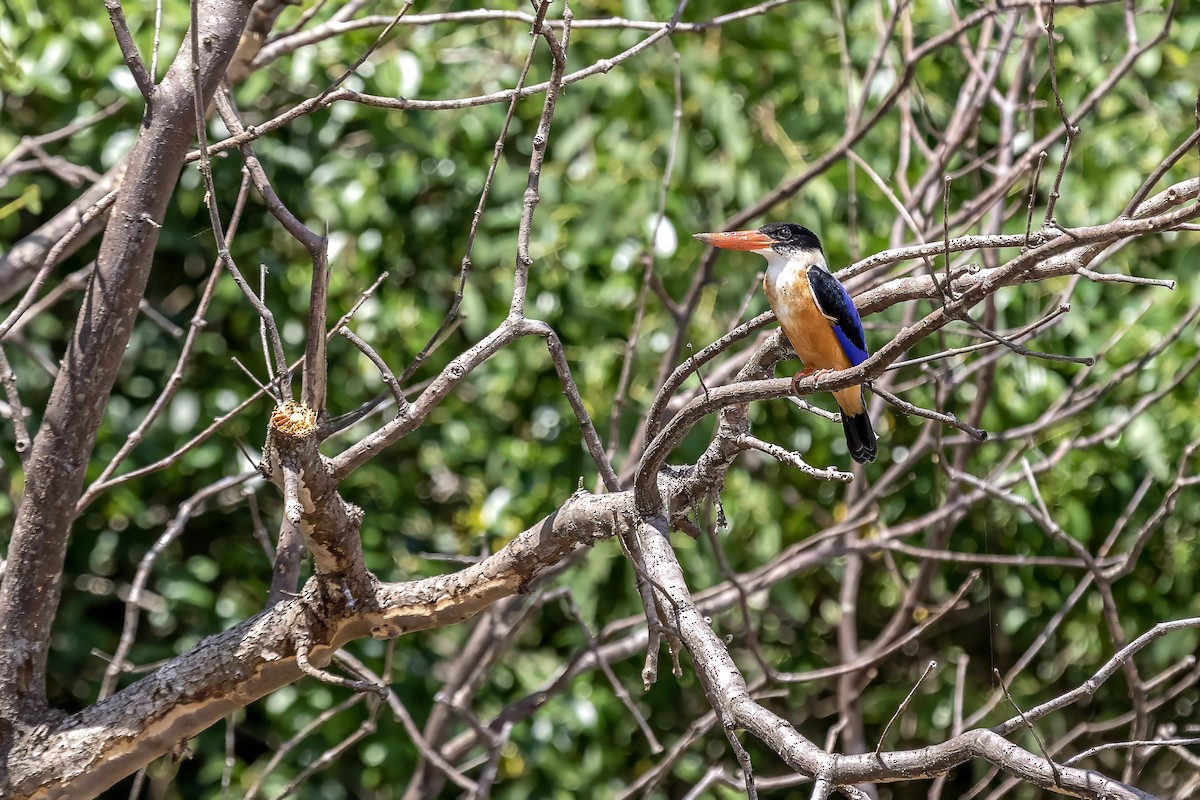 黑頭翡翠 - ML630307784