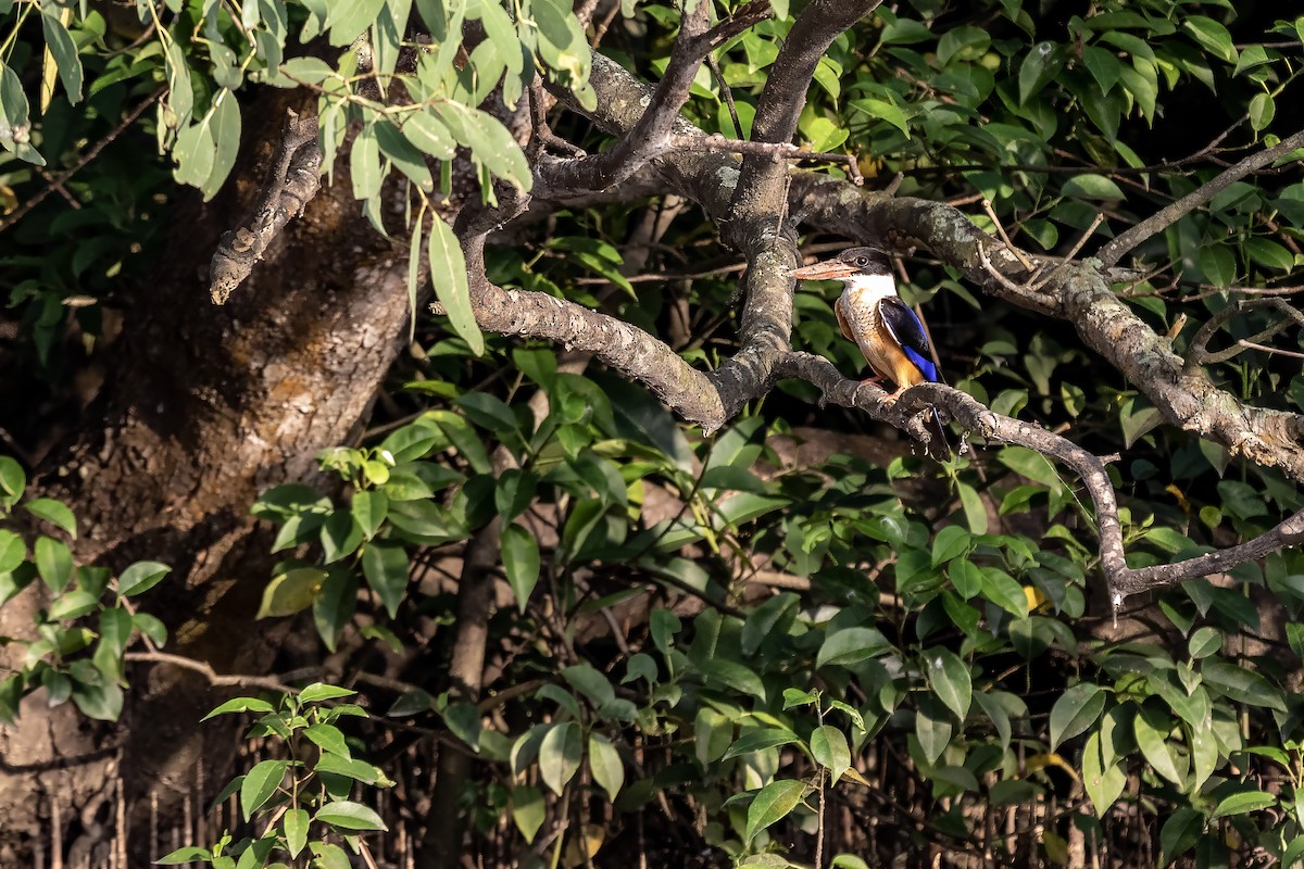 黑頭翡翠 - ML630307785