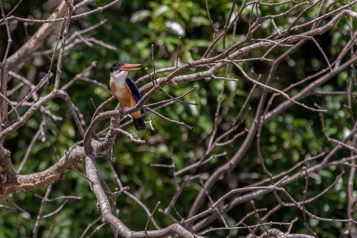 黑頭翡翠 - ML630307786