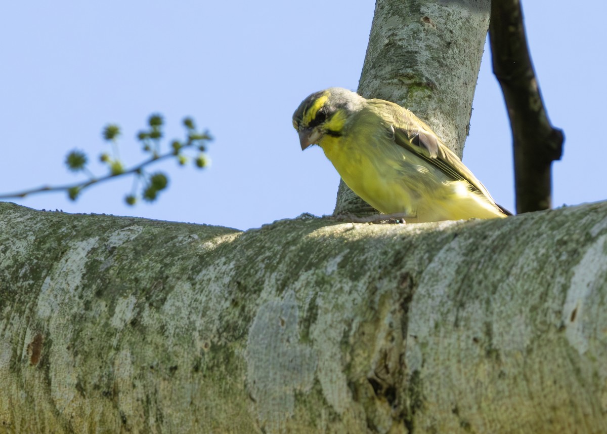 Yellow-fronted Canary - ML630307792