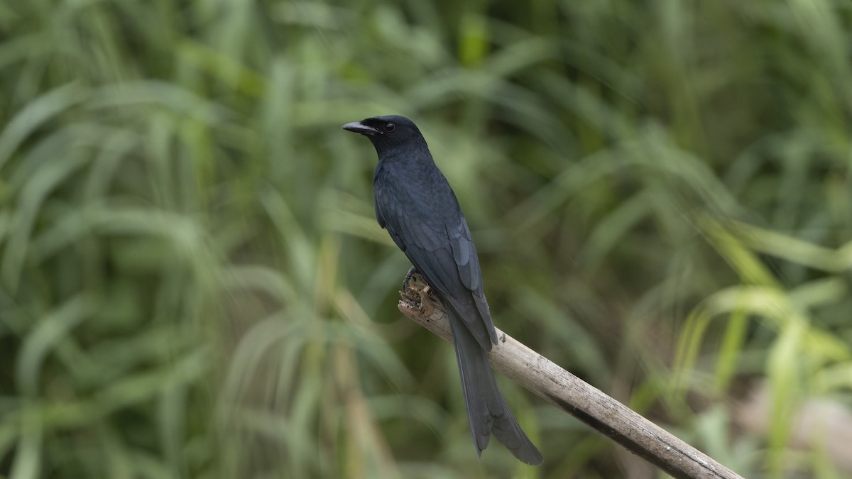 Black Drongo - ML630307853