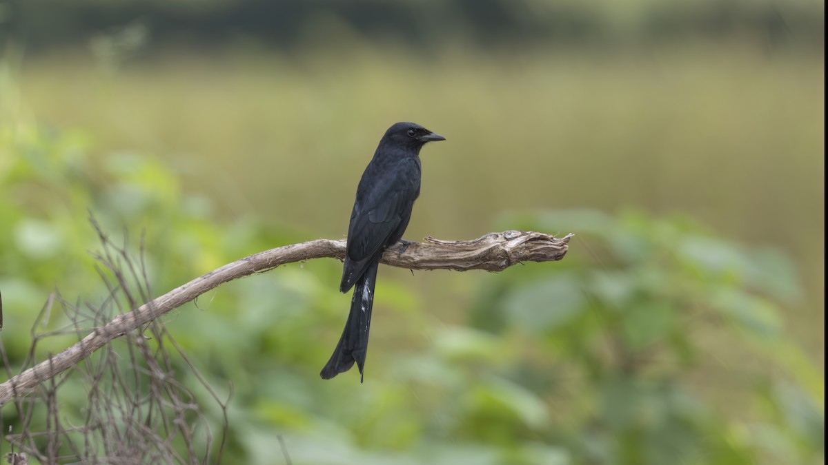 Black Drongo - ML630307854