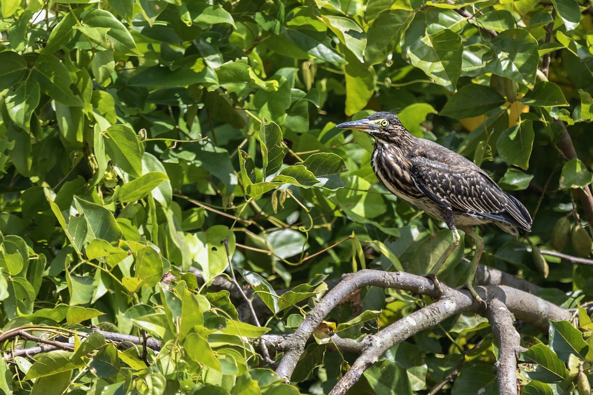 綠簑鷺 - ML630308021
