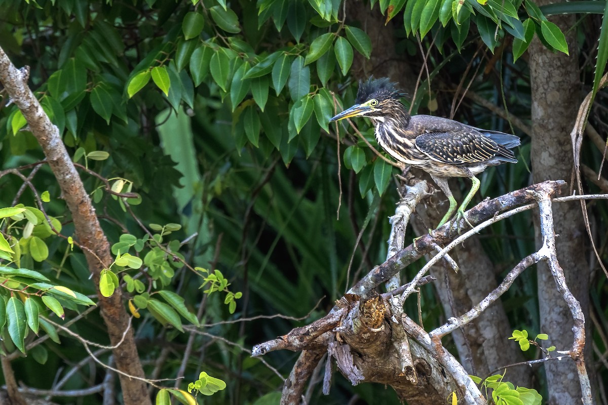 綠簑鷺 - ML630308022
