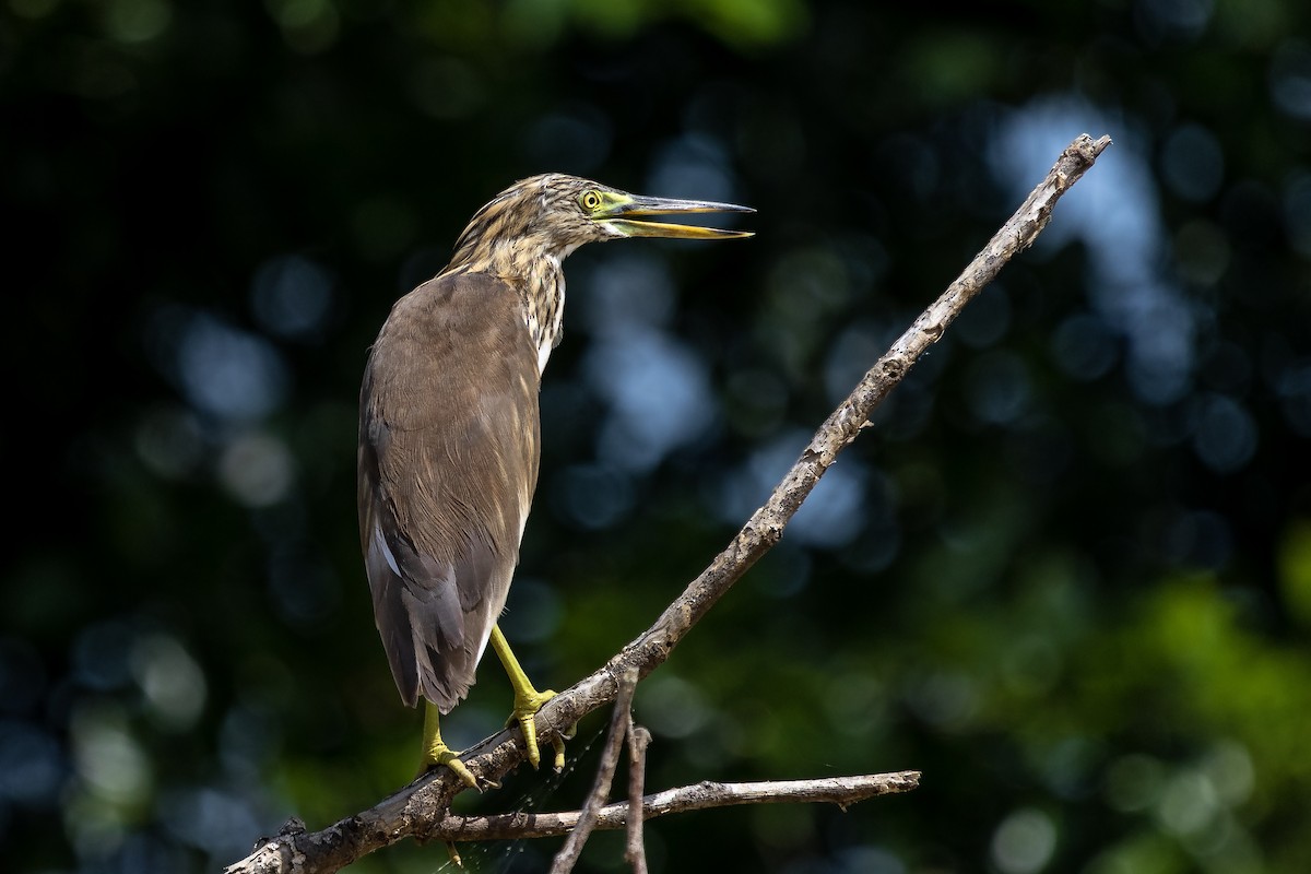 印度池鷺 - ML630308028