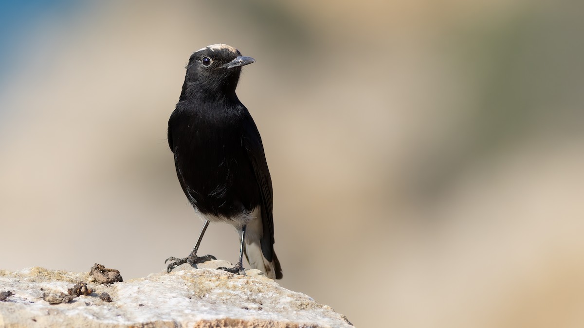 bělořit pustinný - ML630308175