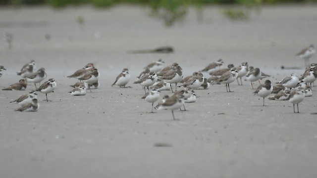 sand-plover sp. - ML630308372