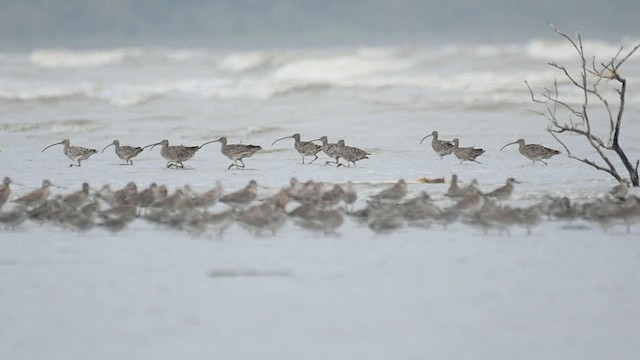 黦鷸 - ML630308430