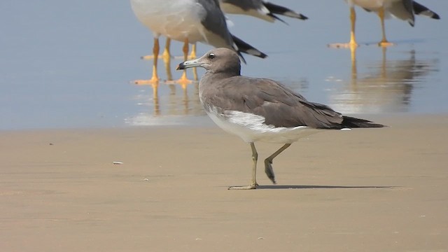 Sooty Gull - ML630308613