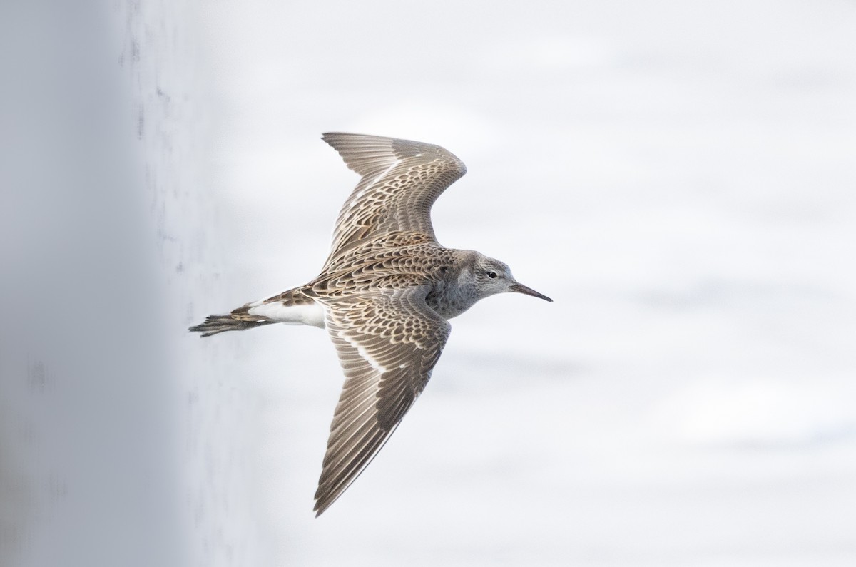 エリマキシギ - ML630308883