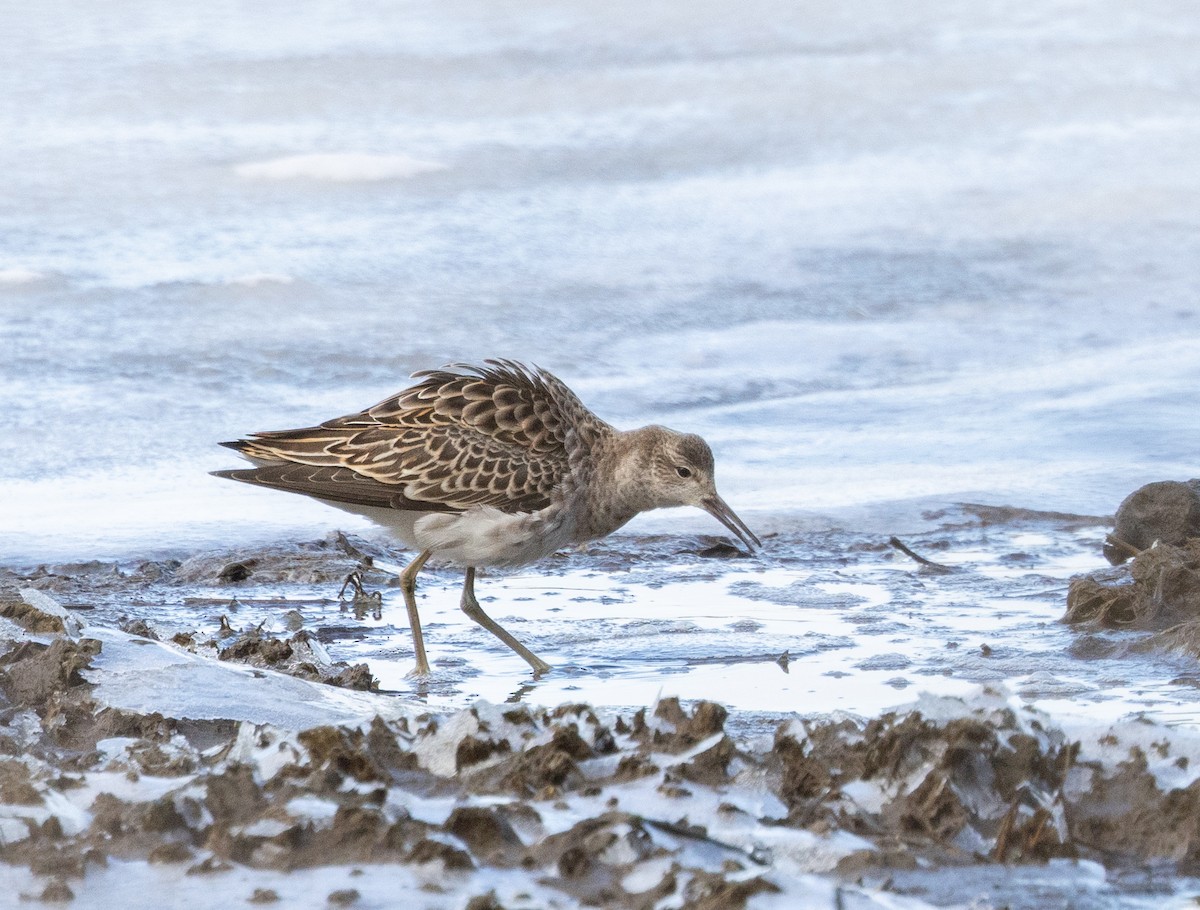 エリマキシギ - ML630308884