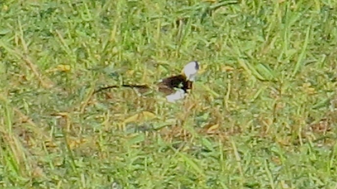 Pheasant-tailed Jacana - ML630308991