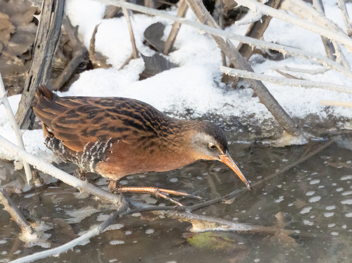 コオニクイナ - ML630309002