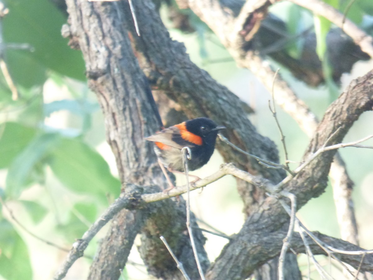 Red-backed Fairywren - ML630309011