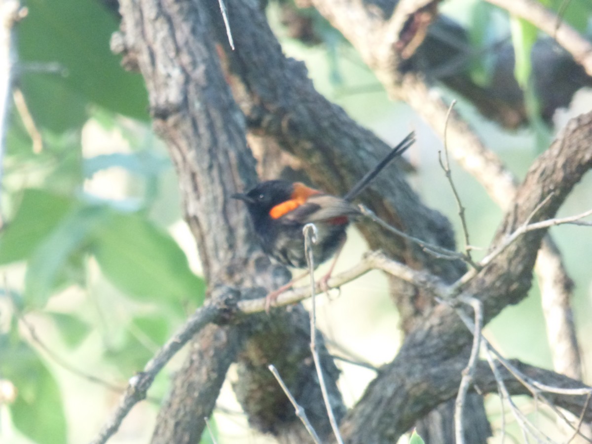 Red-backed Fairywren - ML630309012